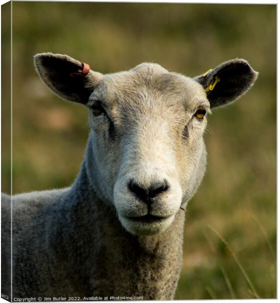 Sheep in close up Canvas Print by Jim Butler