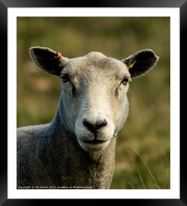 Sheep in close up Framed Mounted Print by Jim Butler