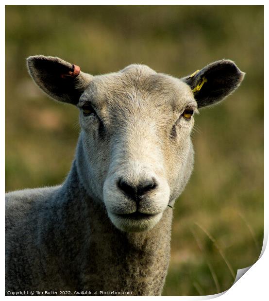 Sheep in close up Print by Jim Butler