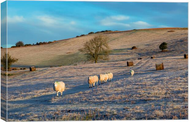 Sheep on Mynydd Illtud in the Brecon Beacons Canvas Print by Leighton Collins