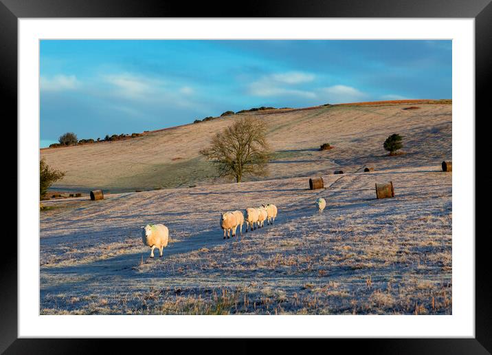 Sheep on Mynydd Illtud in the Brecon Beacons Framed Mounted Print by Leighton Collins