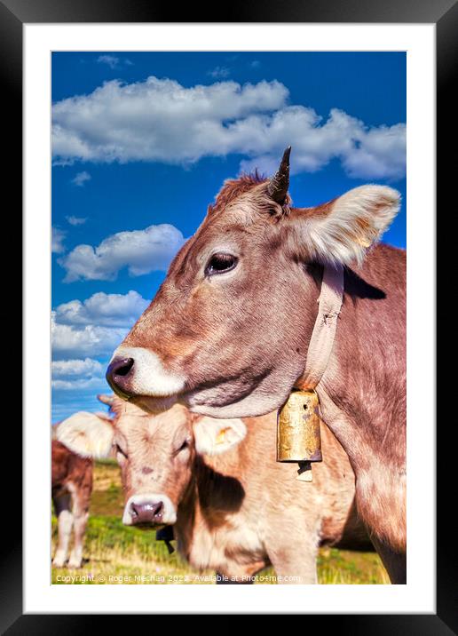 Rustic Bovine on the Picos Mountains Framed Mounted Print by Roger Mechan