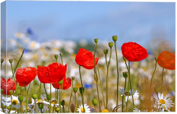 Vibrant Wildflowers in Perth Canvas Print by Stuart Jack