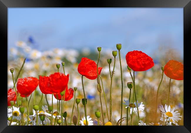 Vibrant Wildflowers in Perth Framed Print by Stuart Jack