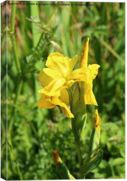 Water iris flowers in a park Canvas Print by aurélie le moigne