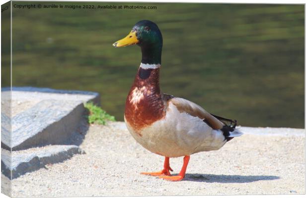 Mallard duck on the bank of a river Canvas Print by aurélie le moigne