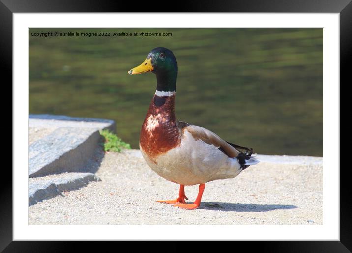 Mallard duck on the bank of a river Framed Mounted Print by aurélie le moigne