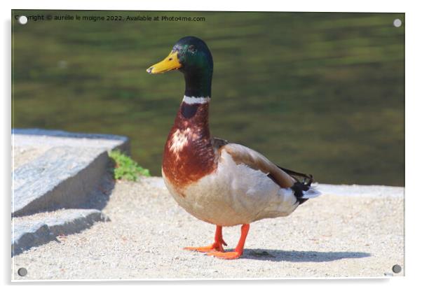 Mallard duck on the bank of a river Acrylic by aurélie le moigne