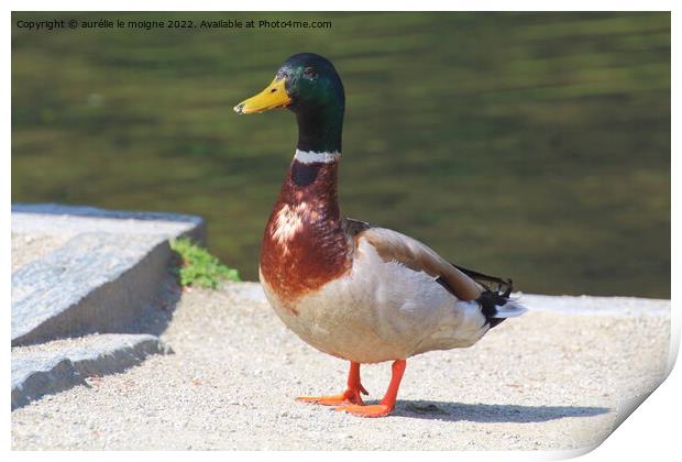 Mallard duck on the bank of a river Print by aurélie le moigne