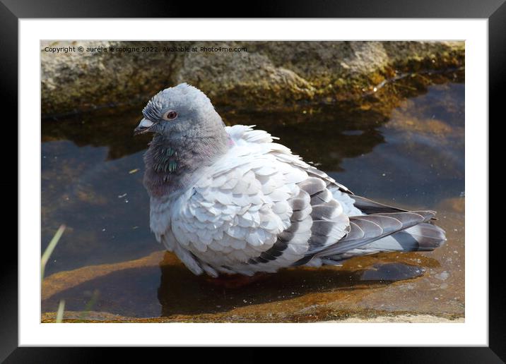 Pigeon on the bank of a lake Framed Mounted Print by aurélie le moigne