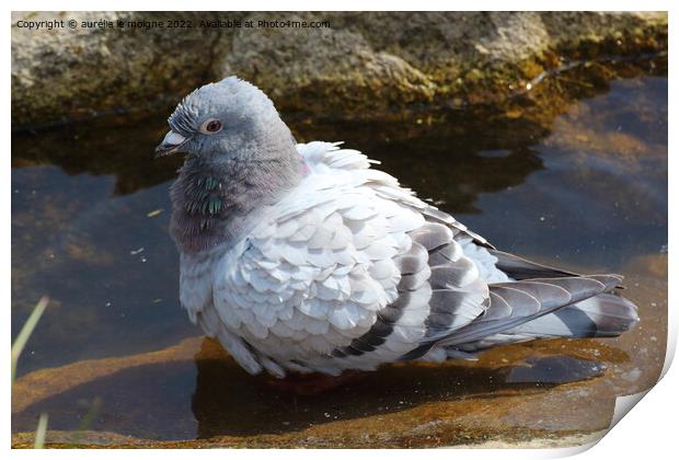 Pigeon on the bank of a lake Print by aurélie le moigne