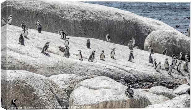 Residents of Boulders Beach Canvas Print by Sylvia White