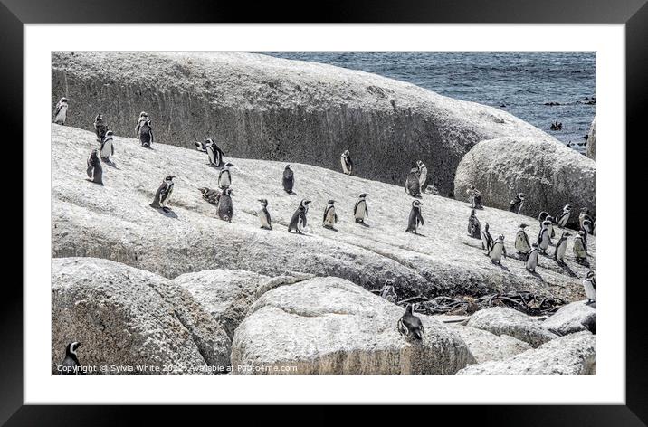 Residents of Boulders Beach Framed Mounted Print by Sylvia White