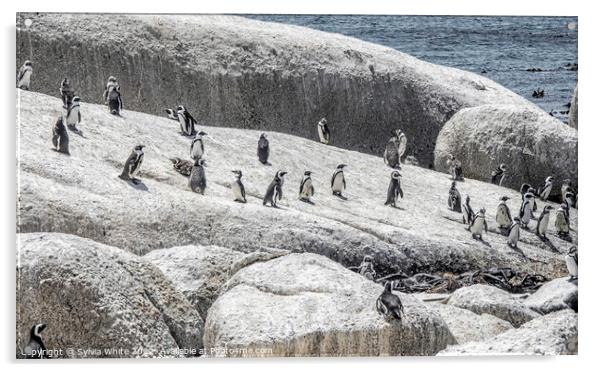 Residents of Boulders Beach Acrylic by Sylvia White