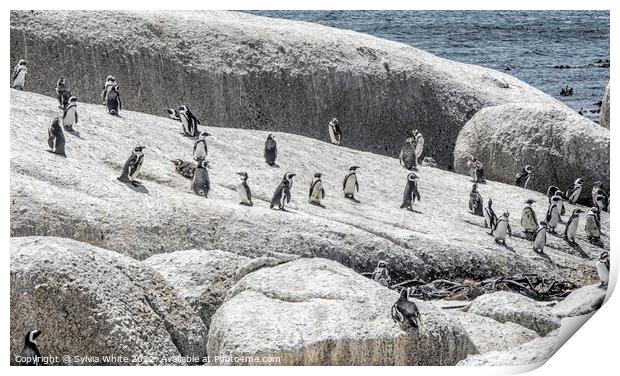 Residents of Boulders Beach Print by Sylvia White