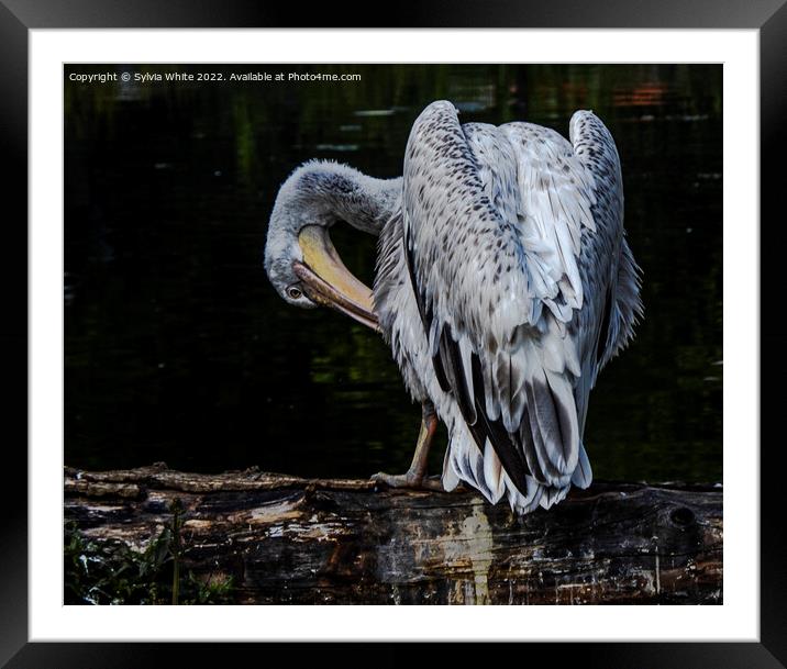 Preening Pelican Framed Mounted Print by Sylvia White