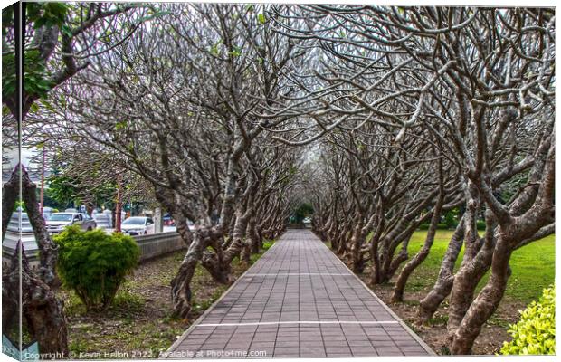 Avenue of Plumeria trees Canvas Print by Kevin Hellon