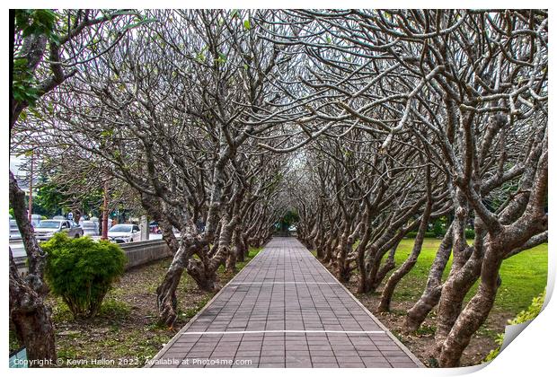 Avenue of Plumeria trees Print by Kevin Hellon