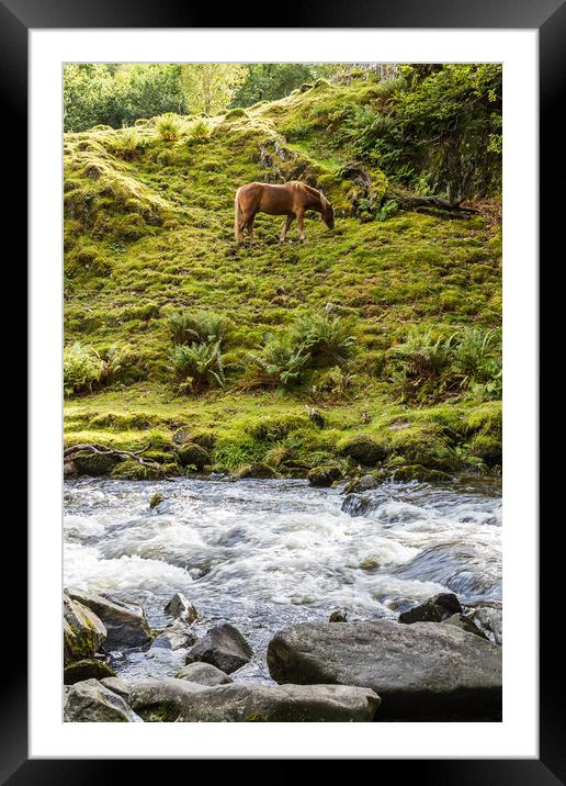 Horse at the foot of Llanberis Falls Framed Mounted Print by Jason Wells