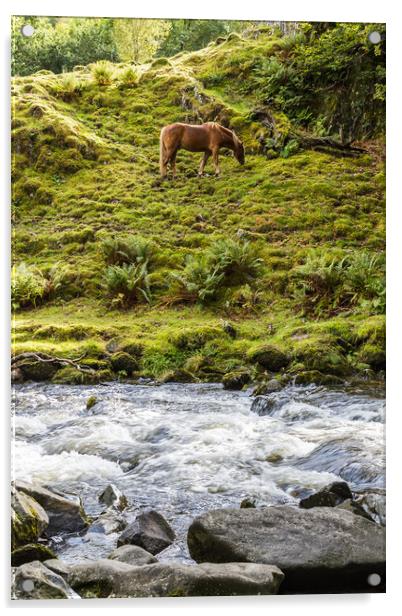 Horse at the foot of Llanberis Falls Acrylic by Jason Wells
