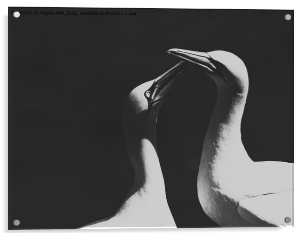 Gannets. Acrylic by Angela Aird