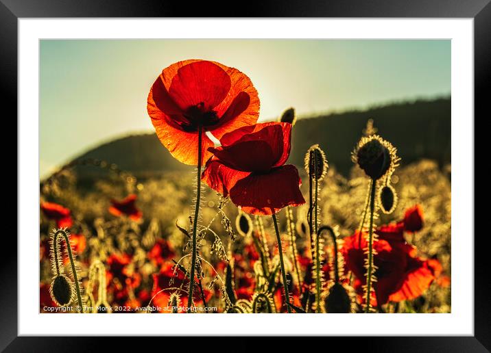 Summer Poppies Framed Mounted Print by Jim Monk