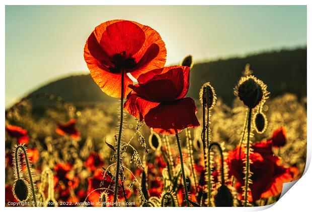 Summer Poppies Print by Jim Monk