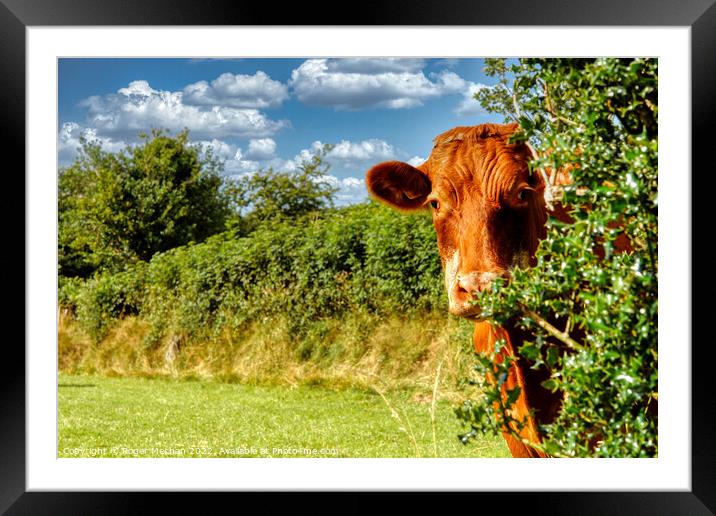 The Curious Cow Framed Mounted Print by Roger Mechan