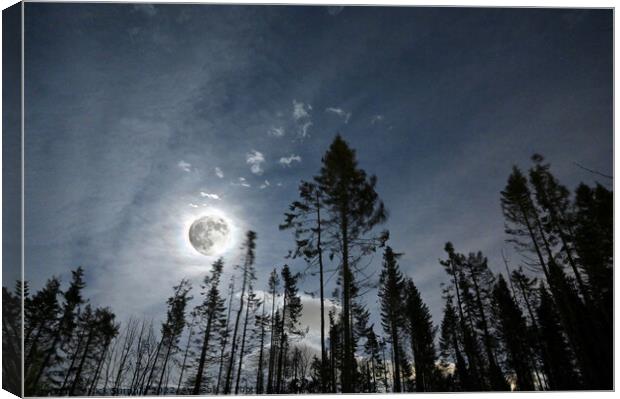 Full moon shining through the broken wood Canvas Print by Mick Surphlis