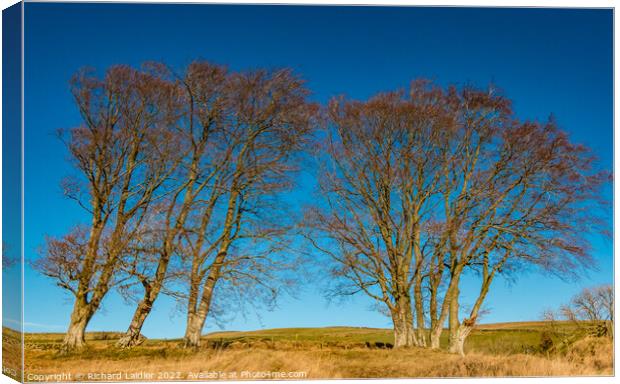 Winter Beeches at Dirt Pit Farm Canvas Print by Richard Laidler