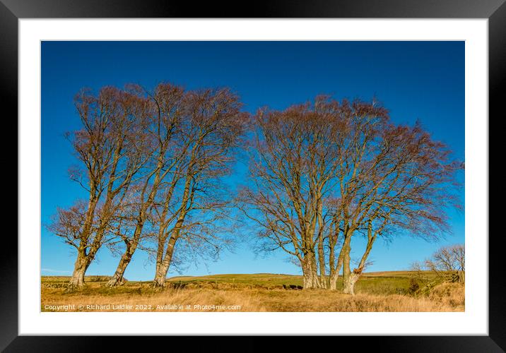 Winter Beeches at Dirt Pit Farm Framed Mounted Print by Richard Laidler
