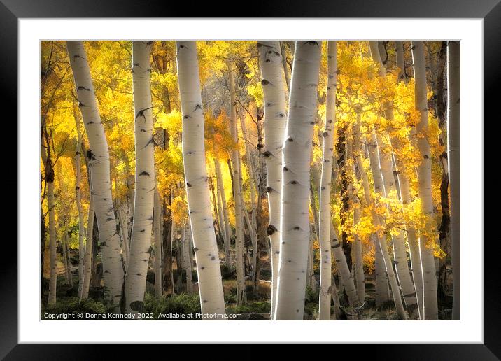 Illuminated Autumn Aspens Framed Mounted Print by Donna Kennedy