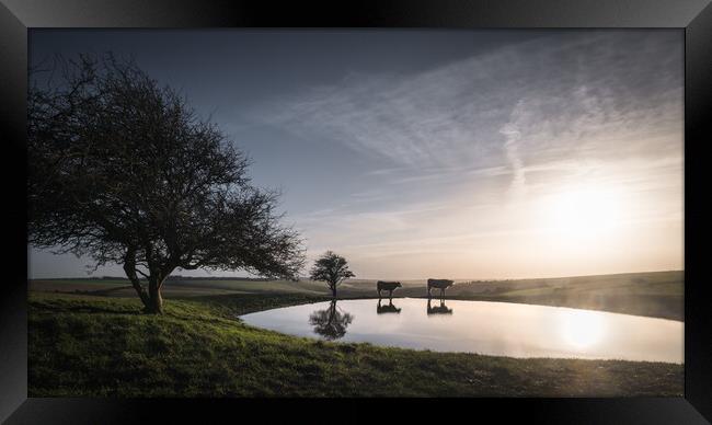 Dew Pond with Cows Framed Print by Mark Jones