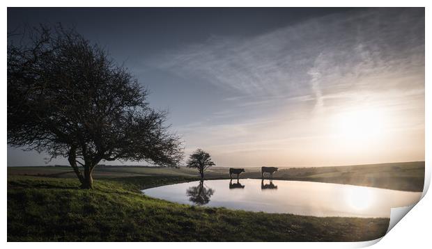 Dew Pond with Cows Print by Mark Jones
