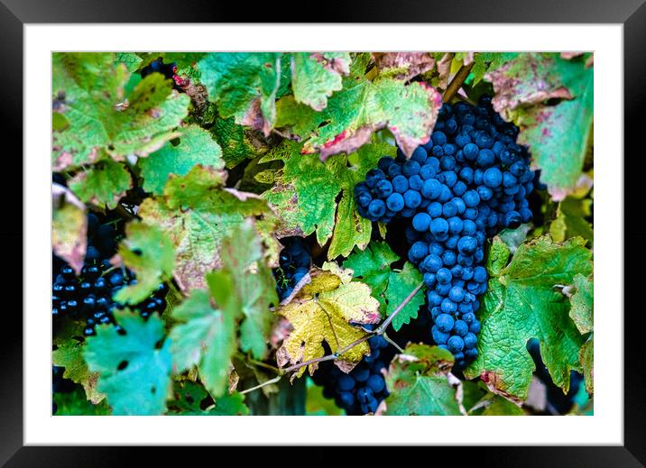 Cabernet Sauvignon Grapes Framed Mounted Print by Gerry Walden LRPS