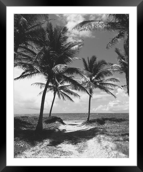 Palm Trees on Beach in St Lucia  Framed Mounted Print by Elaine Anne Baxter