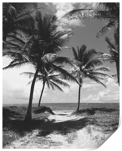 Palm Trees on Beach in St Lucia  Print by Elaine Anne Baxter