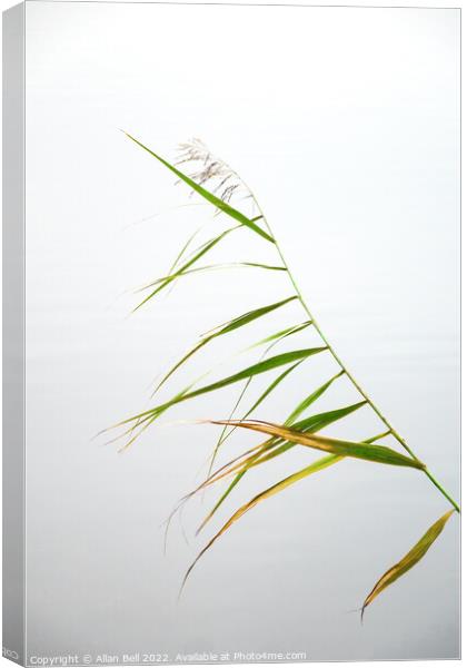 Reed Leaves Canvas Print by Allan Bell