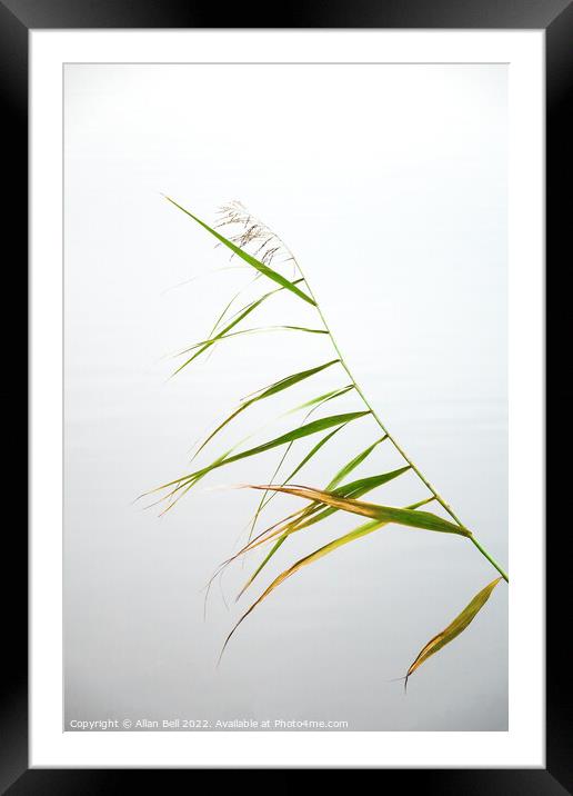 Reed Leaves Framed Mounted Print by Allan Bell