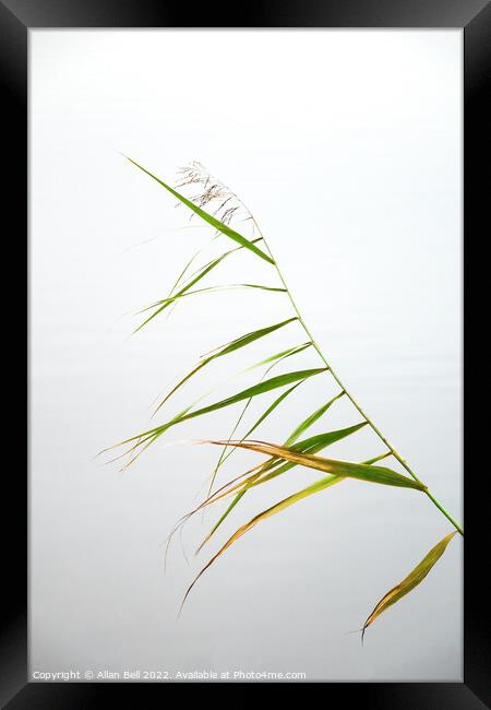 Reed Leaves Framed Print by Allan Bell