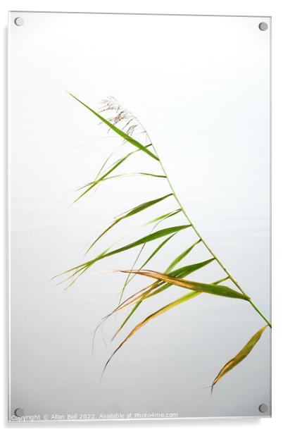 Reed Leaves Acrylic by Allan Bell