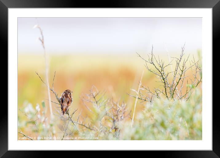 Common reed bunting (Emberiza schoeniclus) Framed Mounted Print by Dirk Rüter