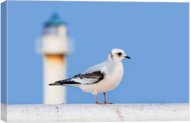 Ross' Gull and Lighthouse Canvas Print by Arterra 