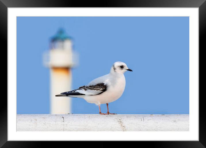 Ross' Gull and Lighthouse Framed Mounted Print by Arterra 