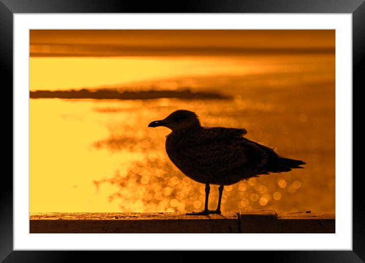 Herring Gull at Sunset Framed Mounted Print by Arterra 