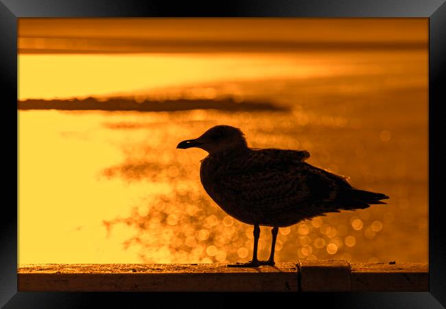 Herring Gull at Sunset Framed Print by Arterra 