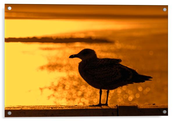 Herring Gull at Sunset Acrylic by Arterra 