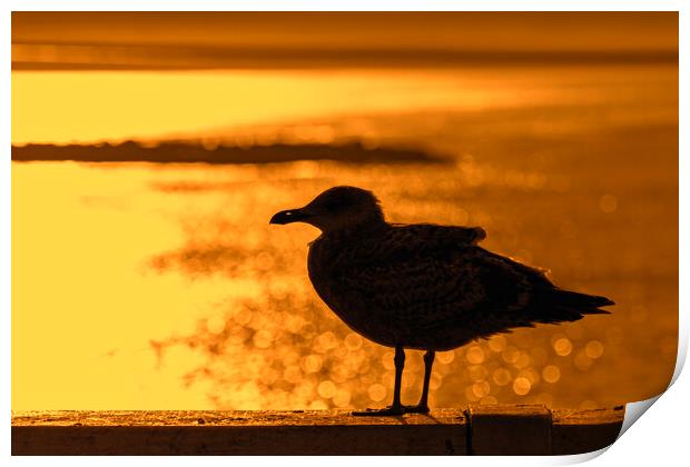 Herring Gull at Sunset Print by Arterra 