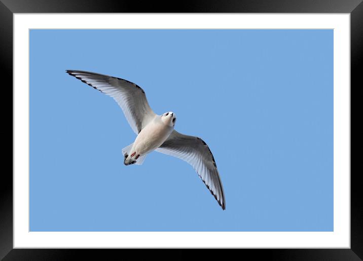 Ross' Gull in Flight Framed Mounted Print by Arterra 