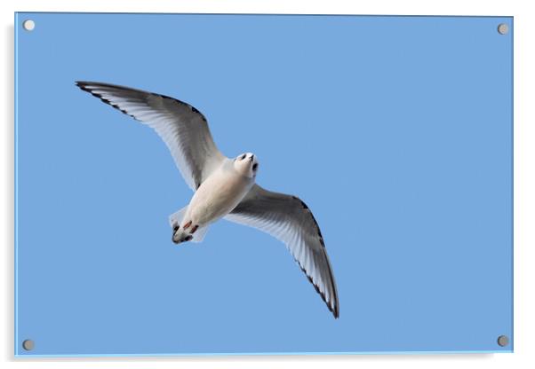 Ross' Gull in Flight Acrylic by Arterra 